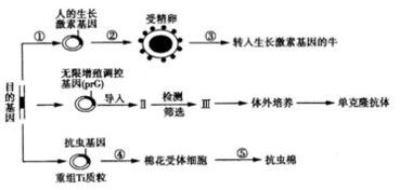 應用生物工程技術獲取新型生物產品——以轉人生長激素基因為例